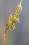 Eastern purple bladderwort